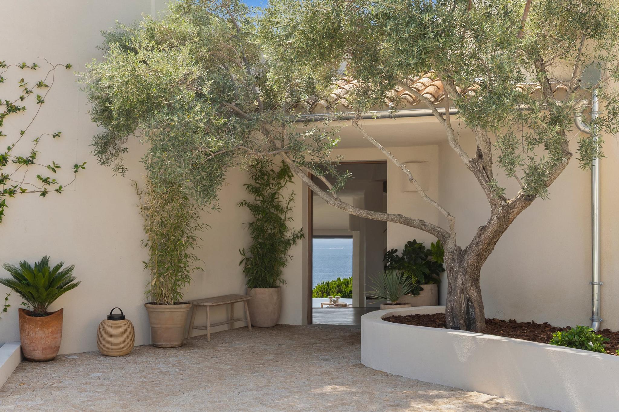 Patio et olivier à l'entrée de la villa